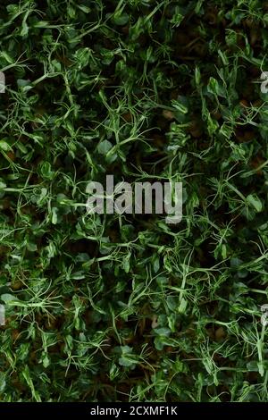 Microgreens or superfood concept. Pea springs top view texture background Stock Photo
