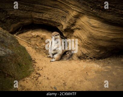 Cute Prairie dog sitting and waiting after lunch. Enjoying his silent time after good food. Stock Photo