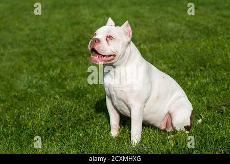 American Bully puppy dog sitting on green grass Stock Photo