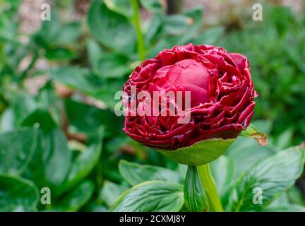 Beautiful deep red peony - Paeonia 'Henry Bockstoce', USA. Botanical garden in Poland.