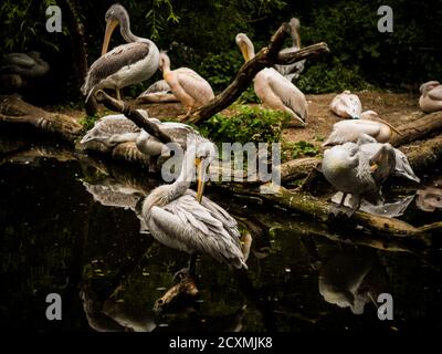 Cute birds have a nice time in ZOO. Resting and waiting for lunch. Stock Photo