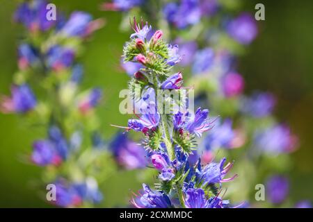 Blue melliferous flowers - Blueweed (Echium vulgare). Viper's bugloss is a medicinal plant. Macro. Stock Photo