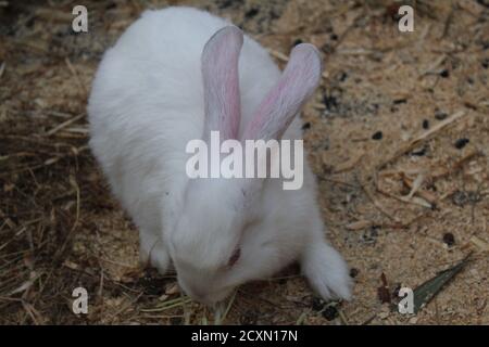 three or four white or spotted rabbits are sitting in a wooden cage eating Stock Photo