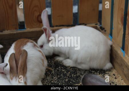 three or four white or spotted rabbits are sitting in a wooden cage eating Stock Photo