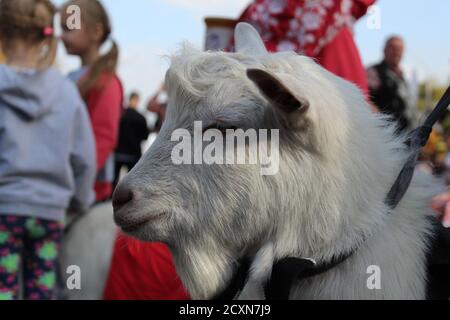 pet goat with white hair head close up in profile or full face Stock Photo