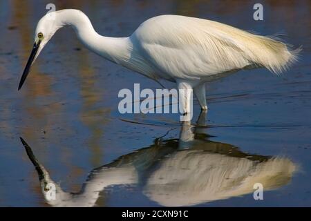 Little Egret, Egretta garzetta, Small Heron, Salinas de Santa Pola Natural Park, Alicante, Comunidad Valenciana, Spain, Europe Stock Photo