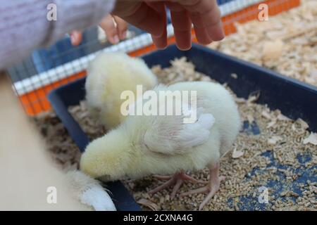 a small yellow fluffy chicken pecks grain eats food drinks water looks Stock Photo