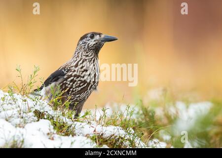 Little spotted nutcracker standing on grass in winter. Stock Photo