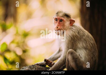 Goa, India. Old Bonnet Macaque Monkey - Macaca Radiata Or Zati. Close Up Portrait Stock Photo