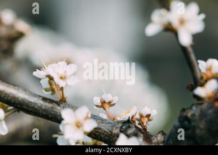 White Young Spring Flowers Of Prunus subg. Cerasus Growing In Branch Of Tree. Stock Photo