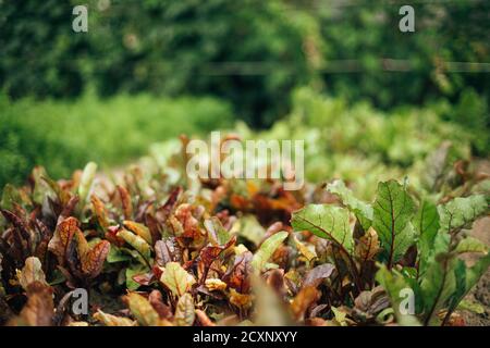 Bed With Beet In Vegetable Garden On Summer Sunny Day Stock Photo