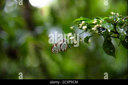 Glasswing Butterfly Greta Oto brush footed transparent butterfly sitting on a flower blossom in Costa Rica Monteverde Cloud forest Rainforest jungle Stock Photo