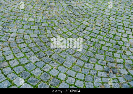 Paving stones with moss. Close-up of paving stones with green young grass between the tiles. Stock Photo