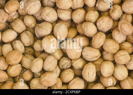 Freshly harvested walnuts. Close up. Stock Photo