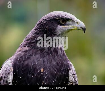 Close-up of Black-Chested Buzzard-Eagle head at a bird rescue center in Ecuador Stock Photo