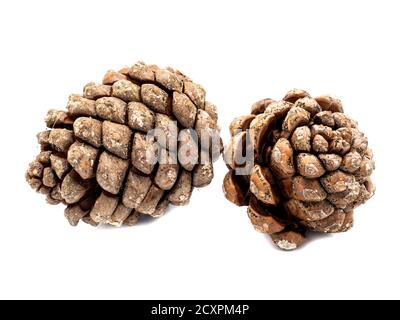 Pine cones isolated on white background Stock Photo