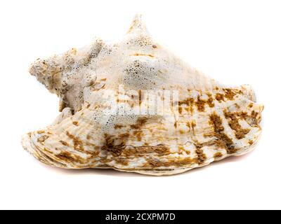 large snail clam isolated on white background Stock Photo
