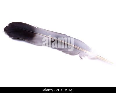 Feather of a bird isolated on white background Stock Photo