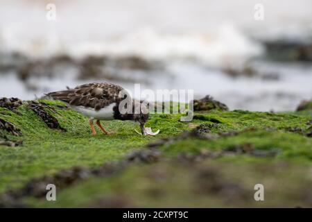 Turnstone feeding on shellfish on the rocks at New Brighton Beach, Wirral, Merseyside, UK Stock Photo