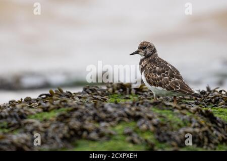 Turnstone standing on rocks on the shore at New Brighton Beach, Wirral, Merseyside, UK Stock Photo