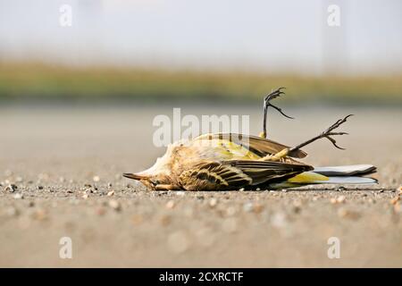 Dead western yellow wagtail (Motacilla flava). A bird hit by a car on the asphalt. Avian flu, the danger of a pandemic. Stock Photo