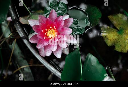 Beautiful pink water lily in the garden in an old basin in the summer evening Stock Photo