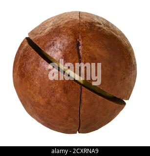 macadam nuts with clipping path on a white isolated background Stock Photo