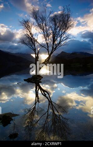Tree at Padarn Lake, Llanberis, Eryri, Gwynedd, North Wales, United Kingdom, Stock Photo