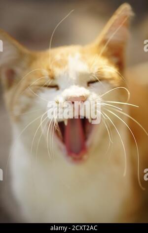 Ginger white meowing cat portrait. Funny domestic animals. Stock Photo