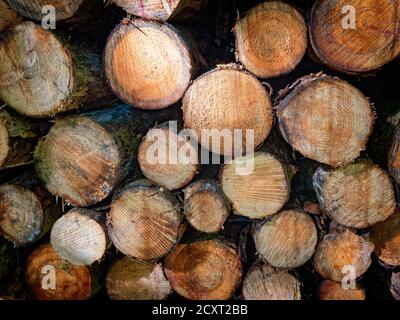 Pile of wood from a forest in Denmark Stock Photo