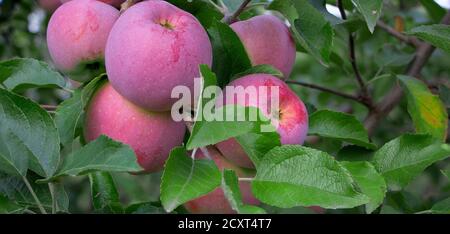 Ripe florina apples hang on a tree. Stock Photo
