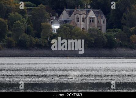 A northern bottlenose whale near HMNB Clyde at Faslane in the Gare Loch. Rescuers from British Divers Marine Life Rescue Medics (BDMLR) are using boats in an attempt to herd a pod of northern bottlenose whales out of Loch Long amid concern over the potential impact from Exercise Joint Warrior, a major international military exercise planned for the area, as whales are particularly sensitive to underwater sounds. Stock Photo