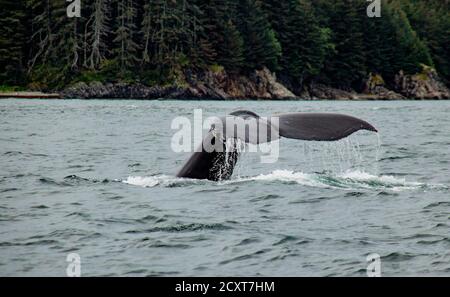 Humpback whale diving off the coast of Juneau, Alaska Stock Photo