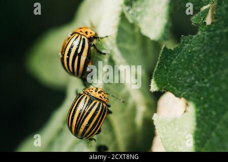 Colorado Striped Beetles - Leptinotarsa Decemlineata. This Beetle Is A Serious Pest Of Potatoes Stock Photo