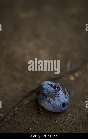 old plum fruit on the dark brown table Stock Photo