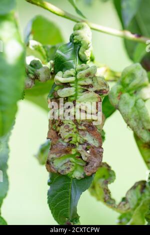 Curl of peach leaves. Fungal disease of young shoots and leaves after its appearance. Stock Photo