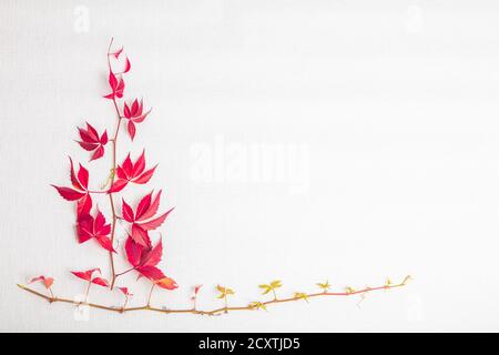 A sprig of red leaves, grapes. There is a place for text On a white background. View from above . Autumn layout. High quality photo Stock Photo