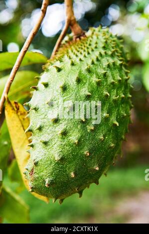 Close-up macro view of a green ripe guyabano fruit hanging on branches, seen in Port Barton, Palawan Province, Philippines Stock Photo