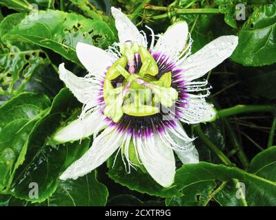 Close-up view of a single colorful wild passion fruit flower with all details, surrounded by green leafs, North Luzon, Philippines Stock Photo