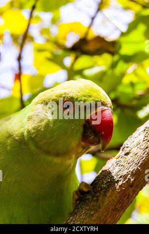 Wild British green parakeet parrot bird siting on the tree