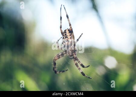 Close up Cobweb or spider's web against a natural background, Dew on a spider . Stock Photo