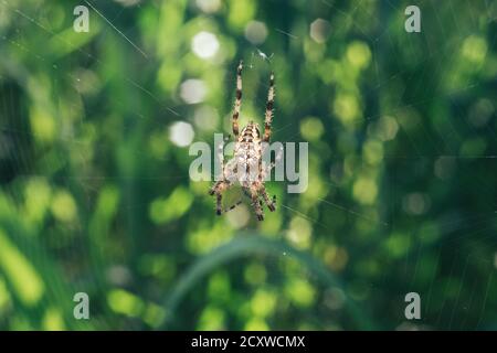 Close up Cobweb or spider's web against a natural background, Dew on a spider . Stock Photo