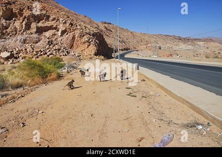 The monkey in Asir region, Saudi Arabia Stock Photo