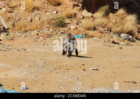 The monkey in Asir region, Saudi Arabia Stock Photo