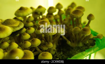 cultivation of psychedelic mushrooms, recreational use of magic mushrooms Stock Photo