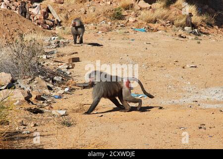 The monkey in Asir region, Saudi Arabia Stock Photo