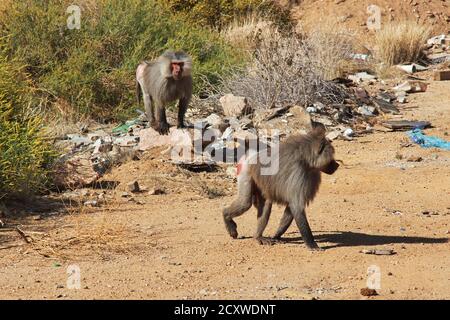 The monkey in Asir region, Saudi Arabia Stock Photo