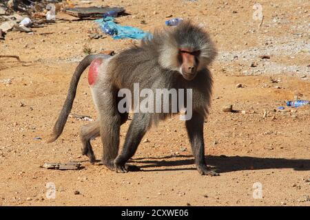 The monkey in Asir region, Saudi Arabia Stock Photo