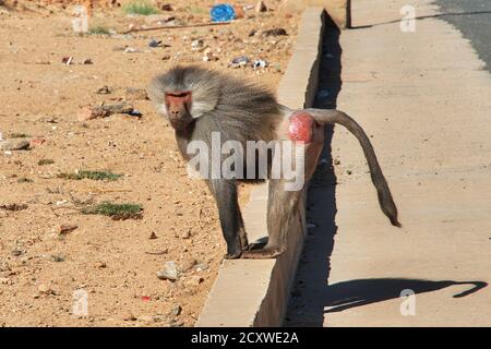 The monkey in Asir region, Saudi Arabia Stock Photo