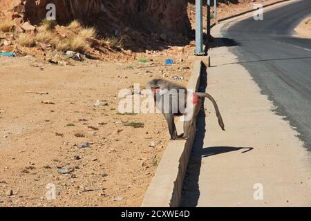 The monkey in Asir region, Saudi Arabia Stock Photo